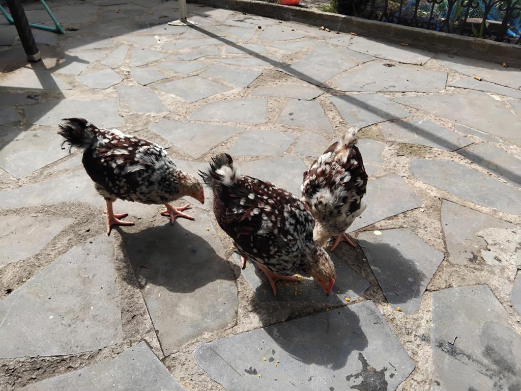 Kippen, Dieren en Toebehoren, Pluimvee, Vrouwelijk, Kip