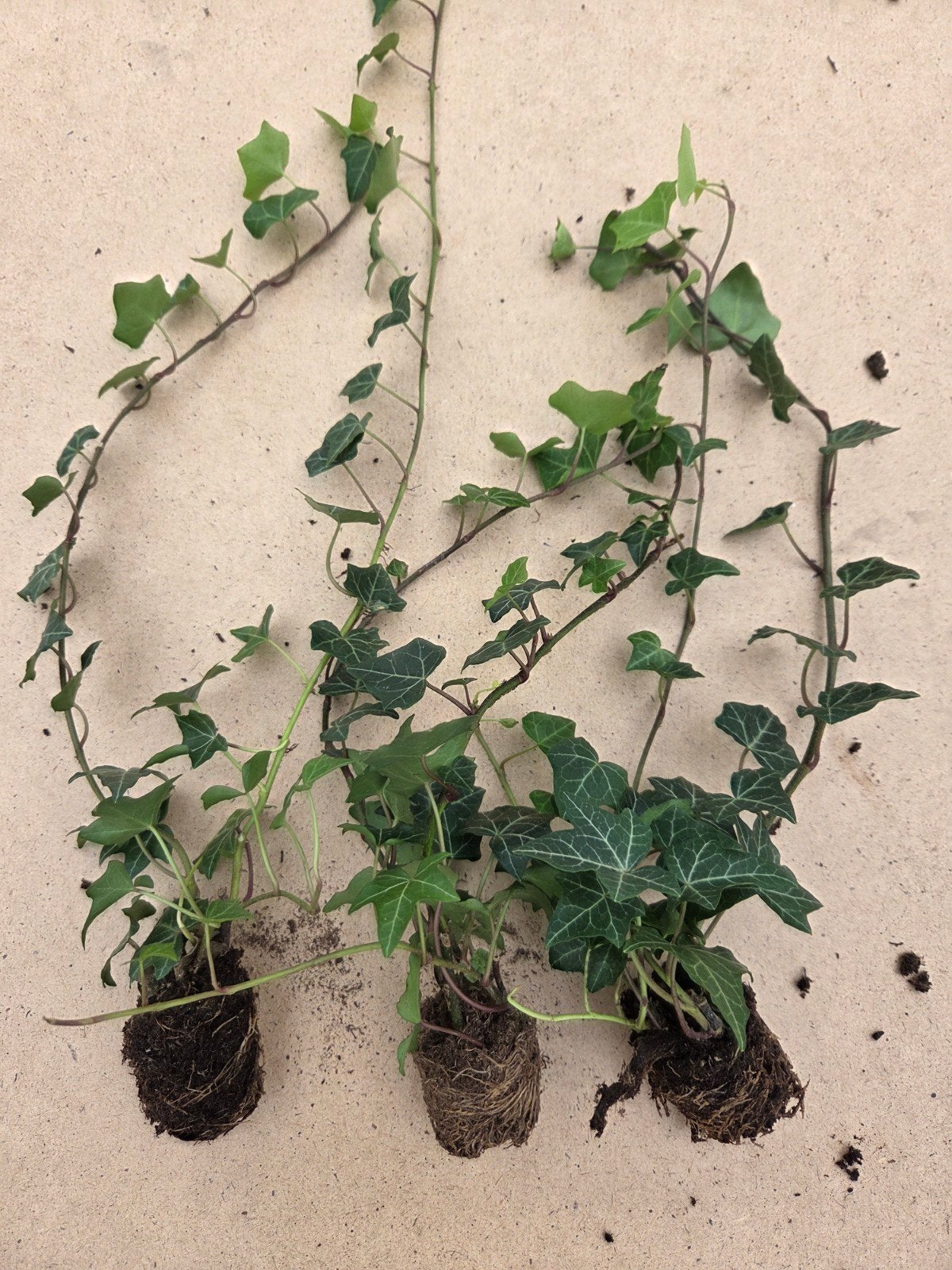 Hedera helix, Ophalen, Overige soorten, Minder dan 100 cm