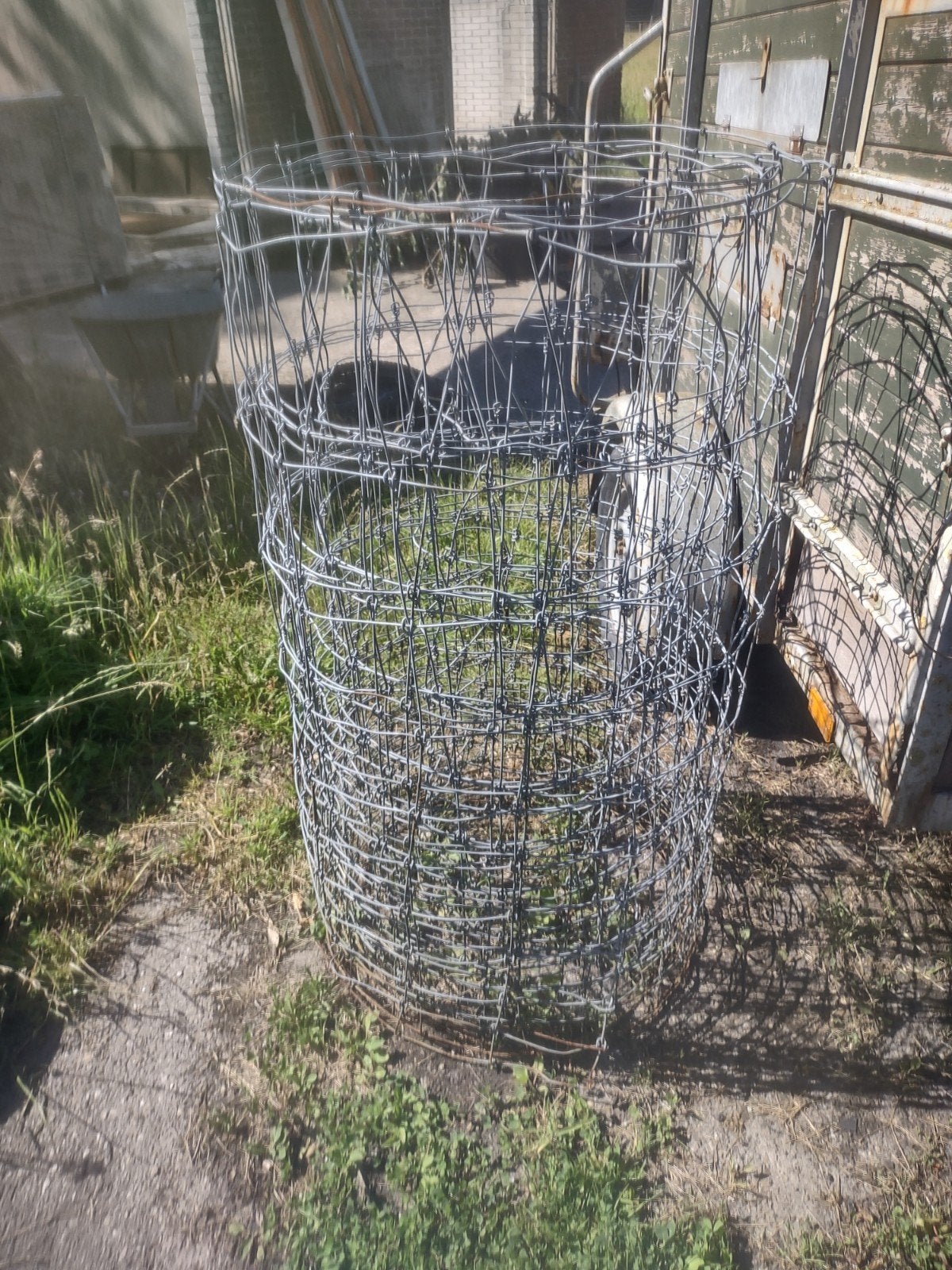Gaas(ursus), Meerdere dieren, Schaap