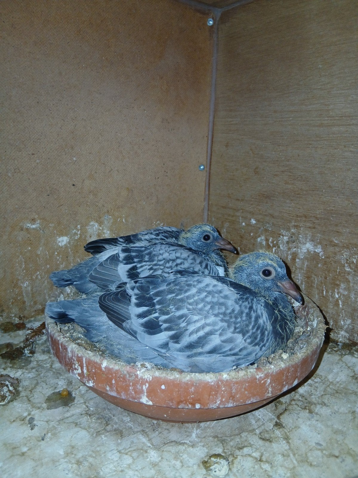 jonge postduiven te koop lees omschrijving, Meerdere dieren, Postduif