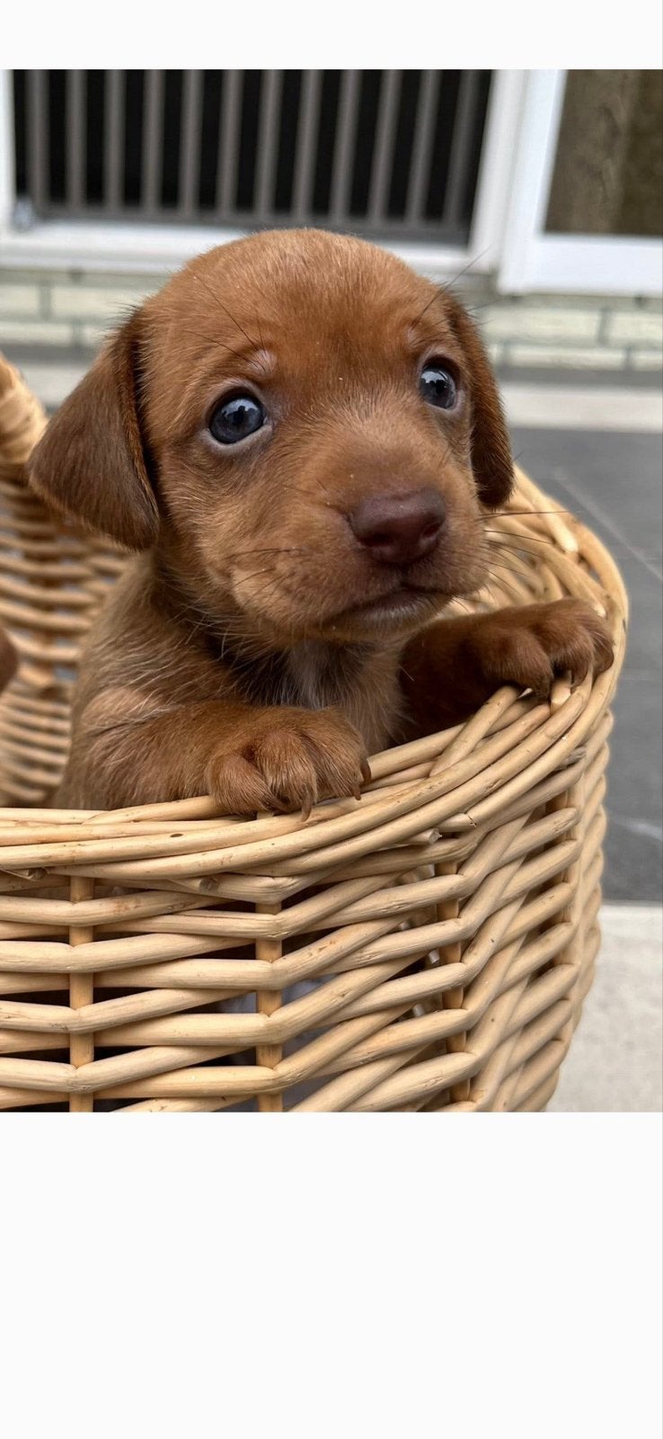Mooie jackrussel x teckel, Dieren en Toebehoren, Reu, Eén hond, Klein, Nederland