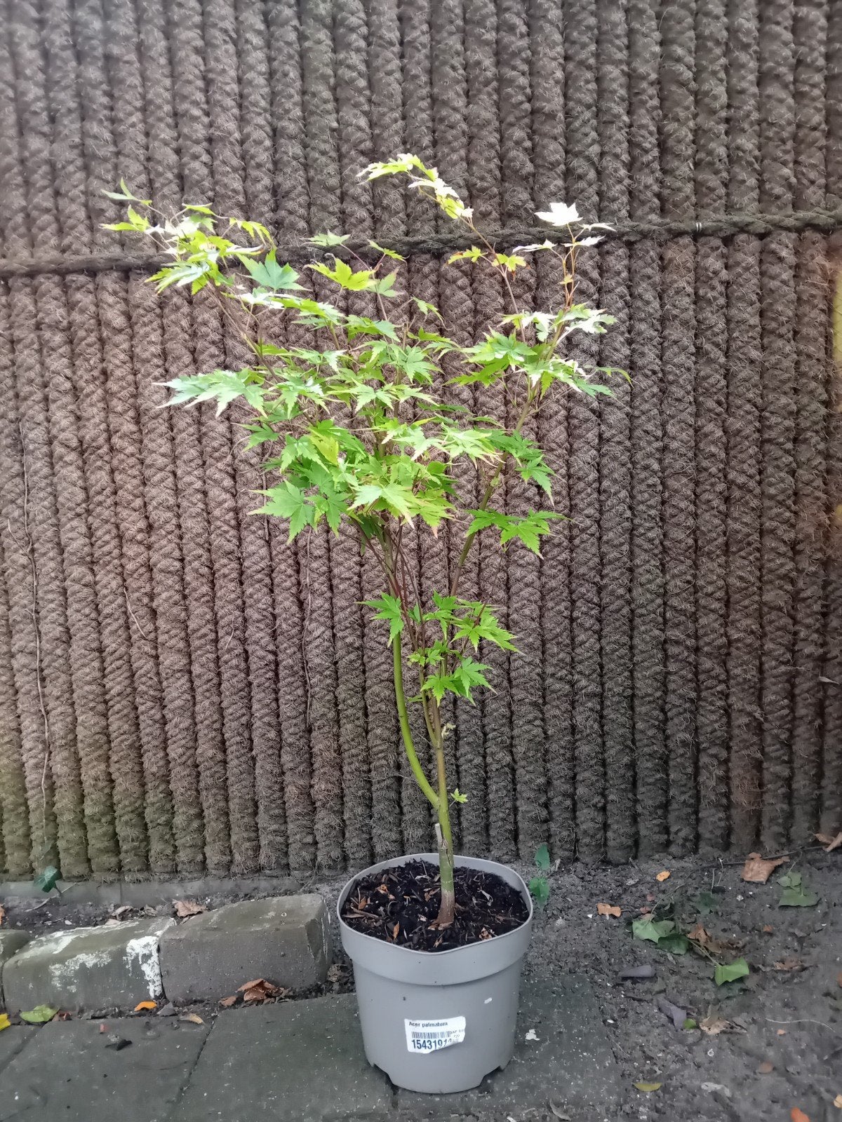 Tuin/balkonplant 70cm japanse esdoorn (wordt rood in herfst, Tuin en Terras, Planten | Bomen, Bloeit niet, Halfschaduw, Overige soorten