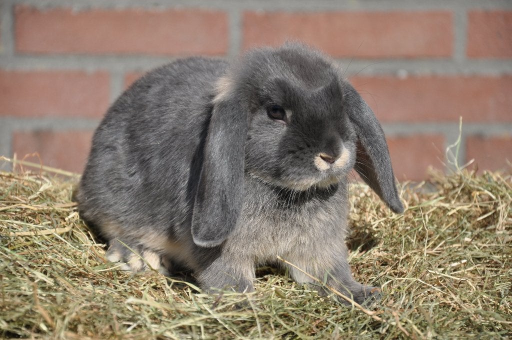 Jonge nederlandse hangoor dwerg voedster otter blauw NHD, Vrouwelijk, Dwerg, Hangoor, 0 tot 2 jaar