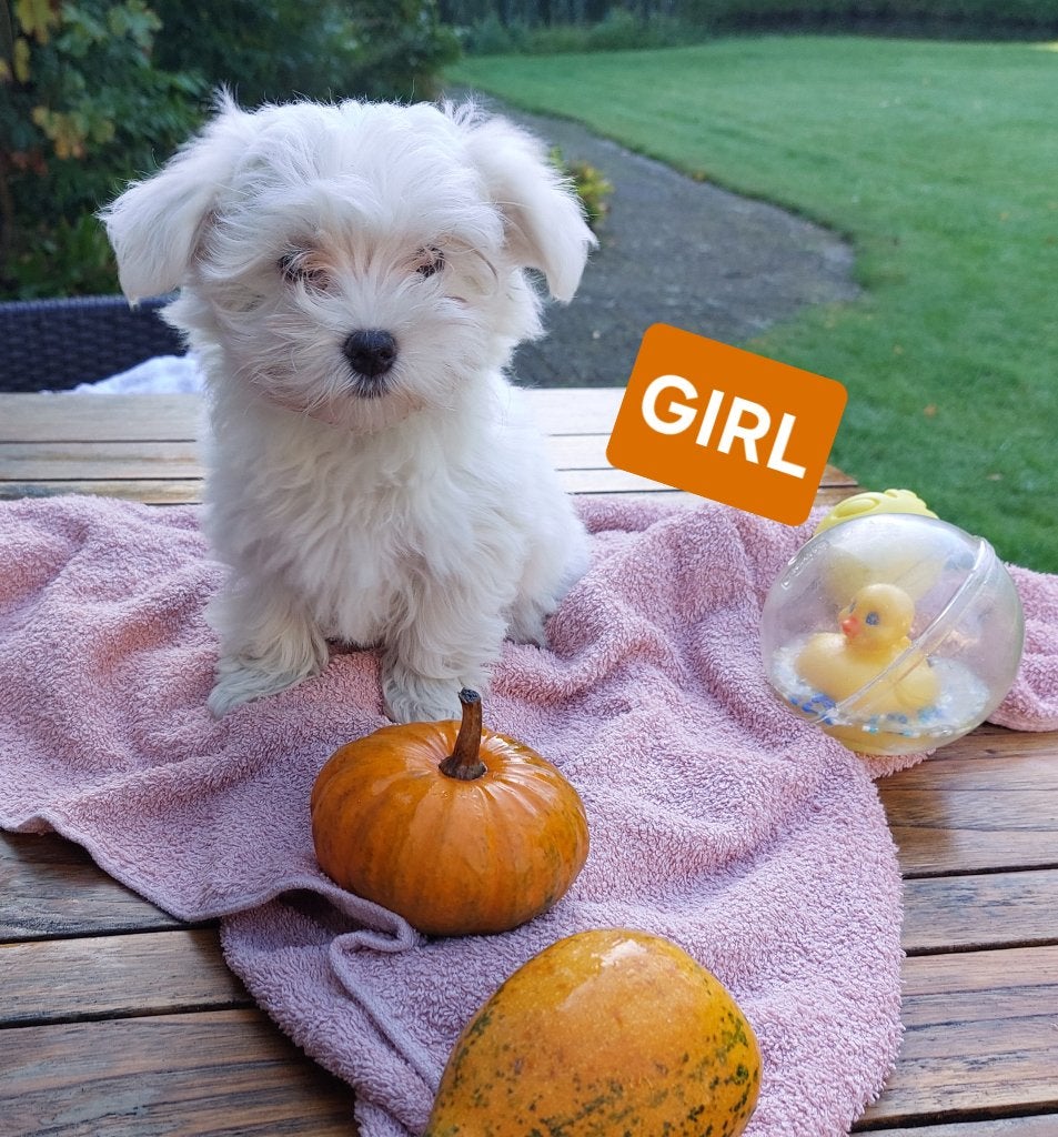 Maltezer pups, Maltezer, 8 tot 15 weken, Meerdere, Meerdere dieren
