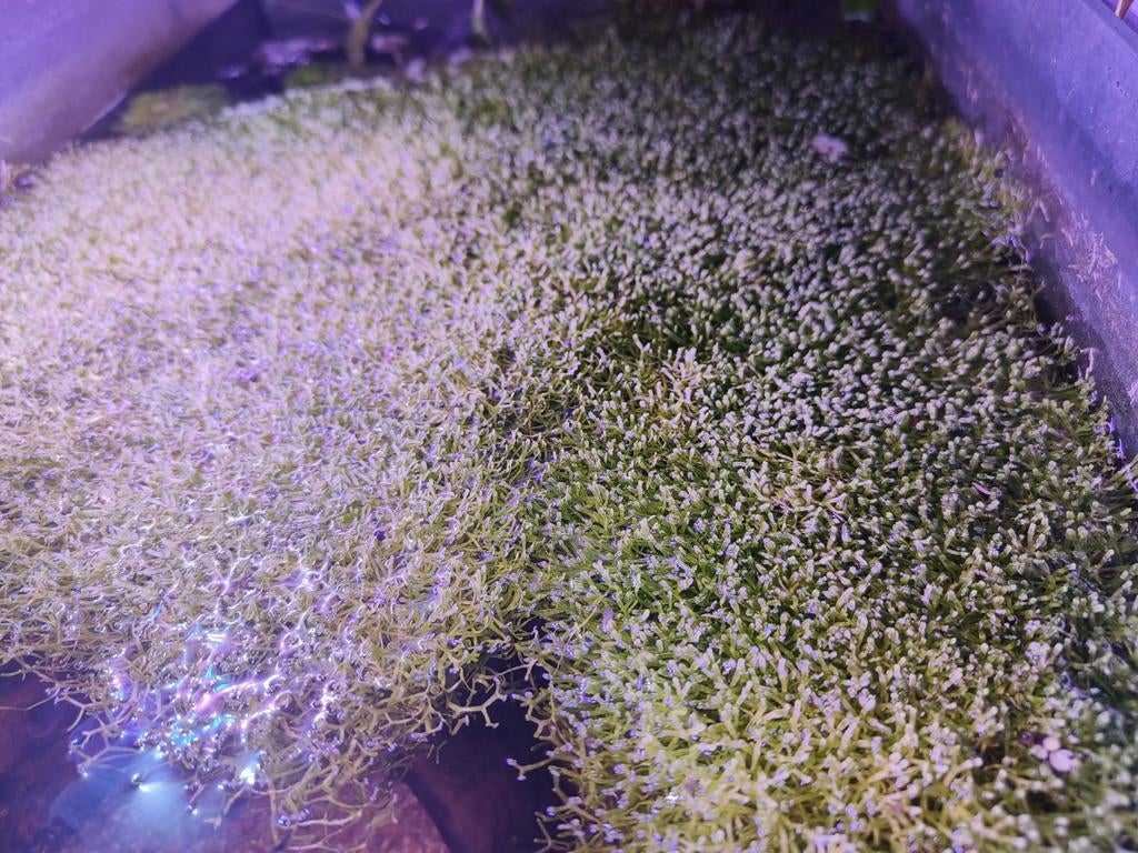Ricia fluitans, Vis