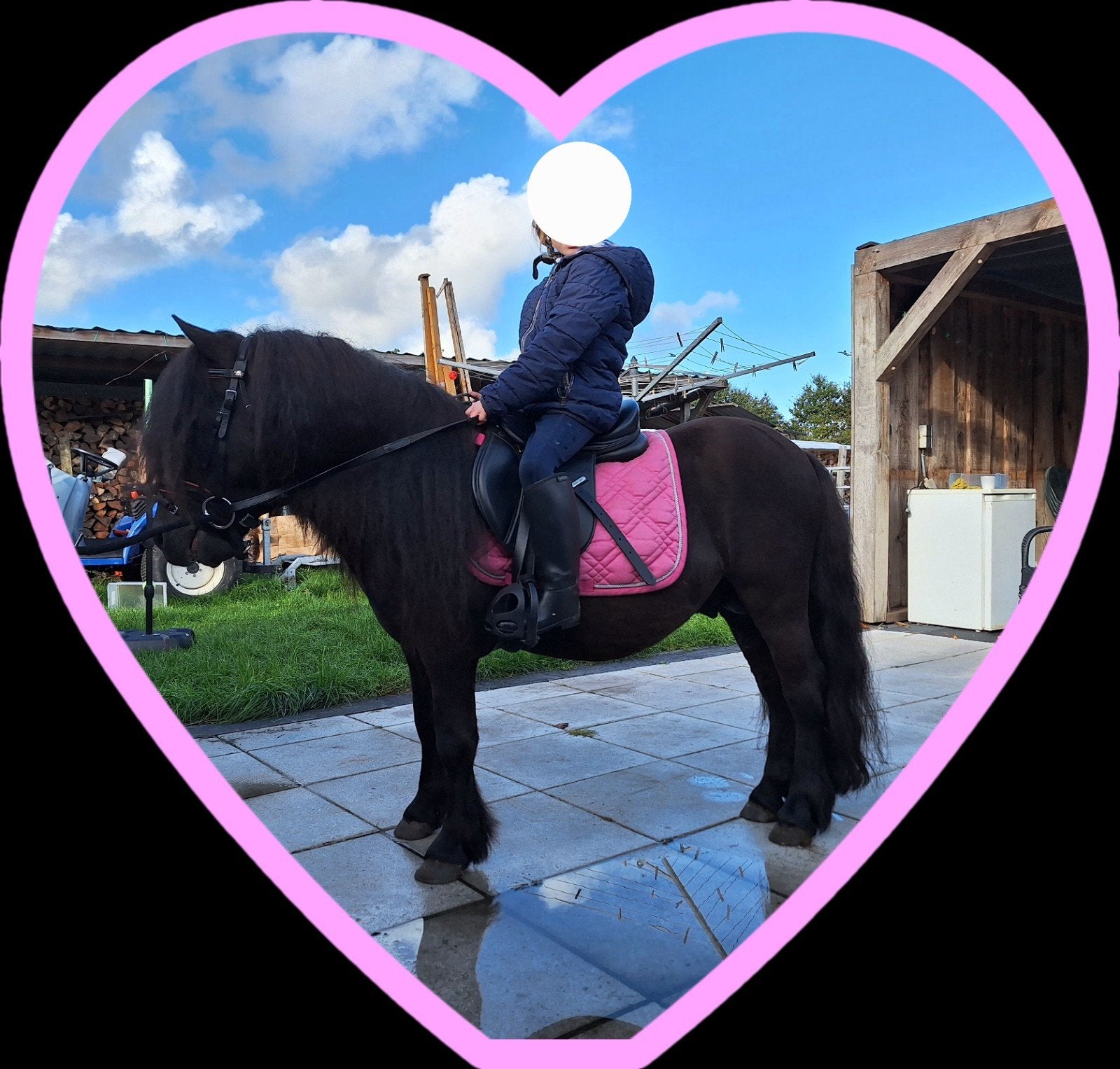 Mini fries voor de allerkleinsten, Men pony, Hengst, A pony (tot 1.17m), 3 tot 6 jaar