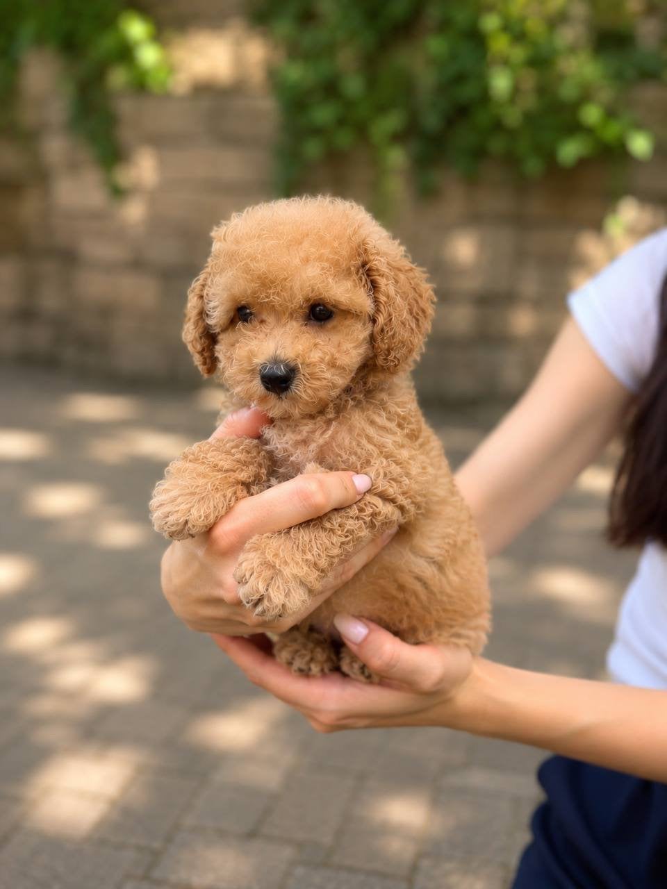 toy poedel reutje / toy poodle male puppy, Dieren en Toebehoren, Honden | Chihuahua's en Gezelschapshonden, Poedel, Reu, 8 tot 15 weken