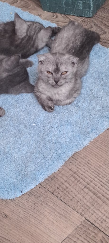 Britse kittens, Meerdere dieren, Ontwormd, 0 tot 2 jaar