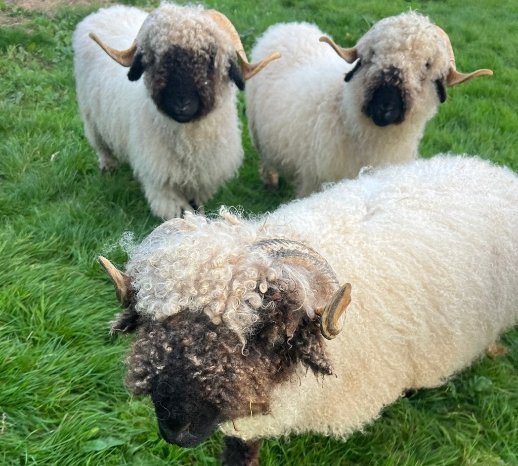 Drie Walliser Schwarznase ooien, Vrouwelijk, Schaap, 3 tot 5 jaar