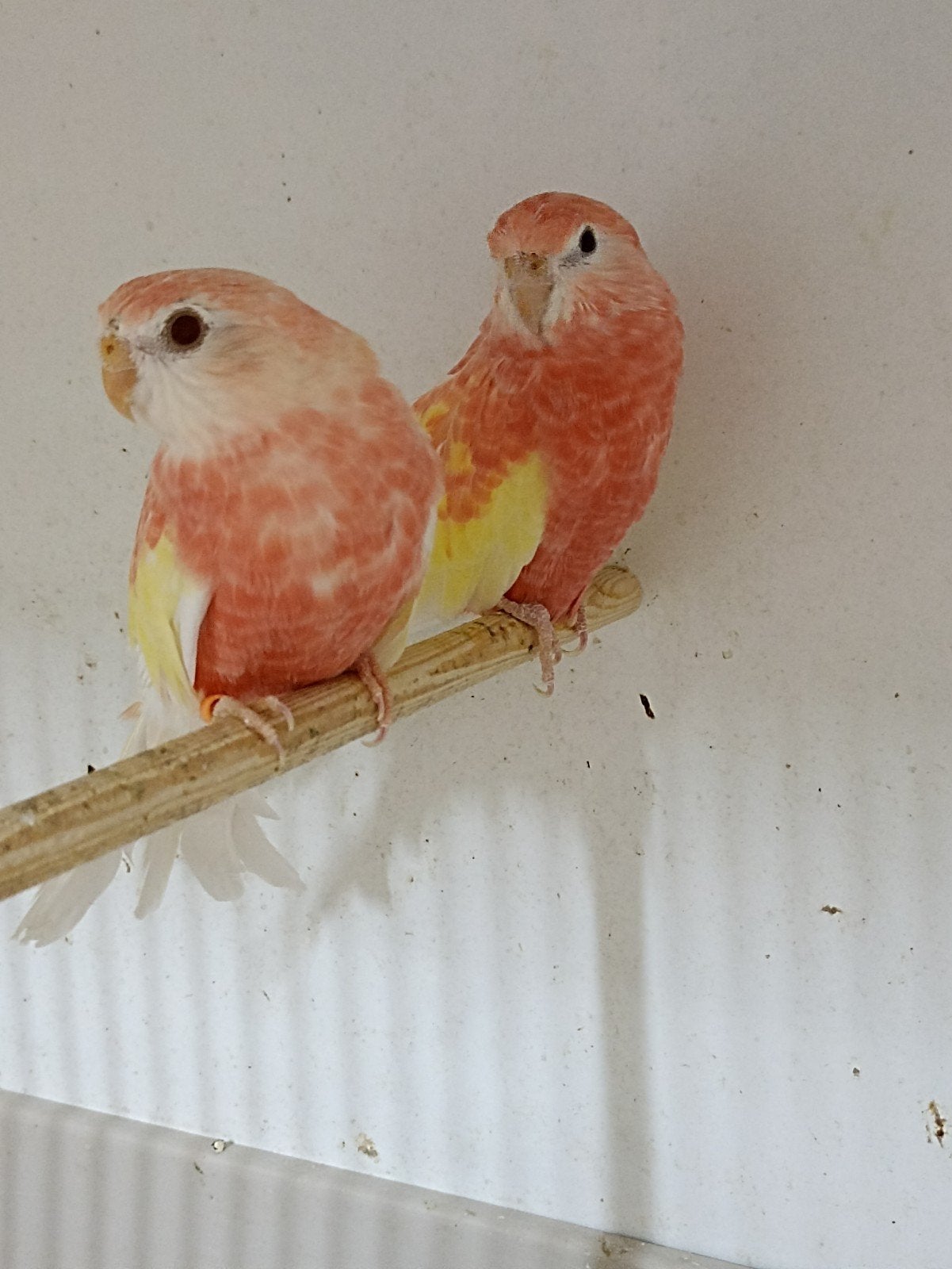 koppel Rubino bourkes, Dieren en Toebehoren, Meerdere dieren, Parkiet