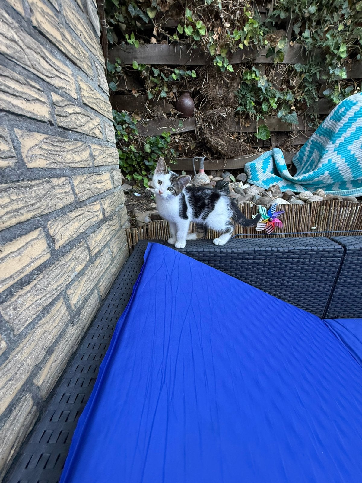 Kitten, Dieren en Toebehoren
