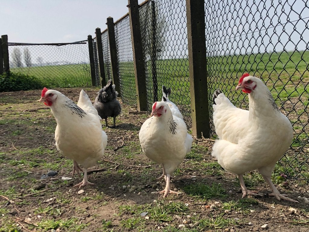 Sussex rustige robuuste kippen Wit-blauwcolumbia kleurslag, Dieren en Toebehoren, Vrouwelijk, Kip