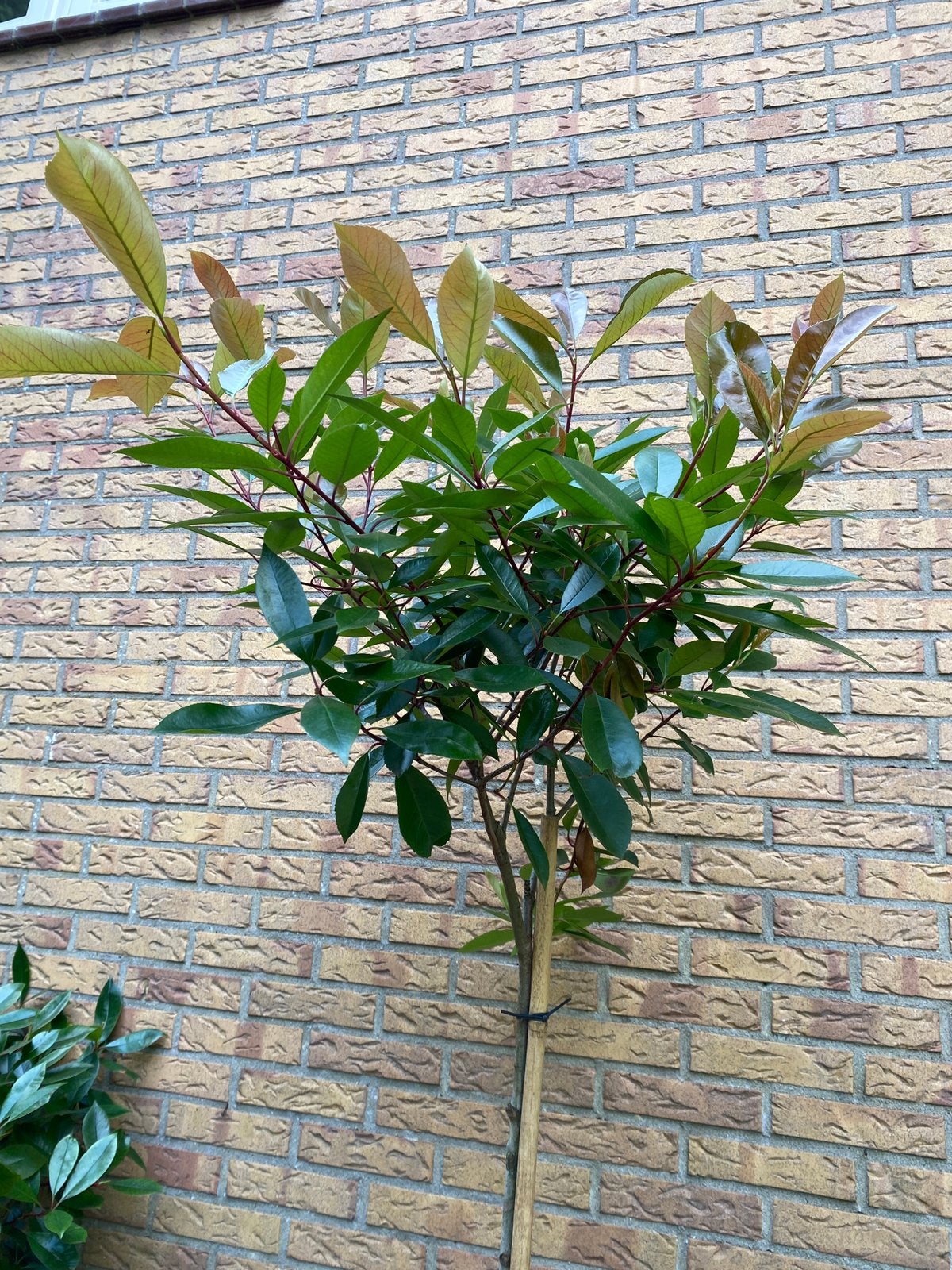 Photinia red Robin Glansmispel op stam van 180cm, Ophalen, Overige soorten, Halfschaduw