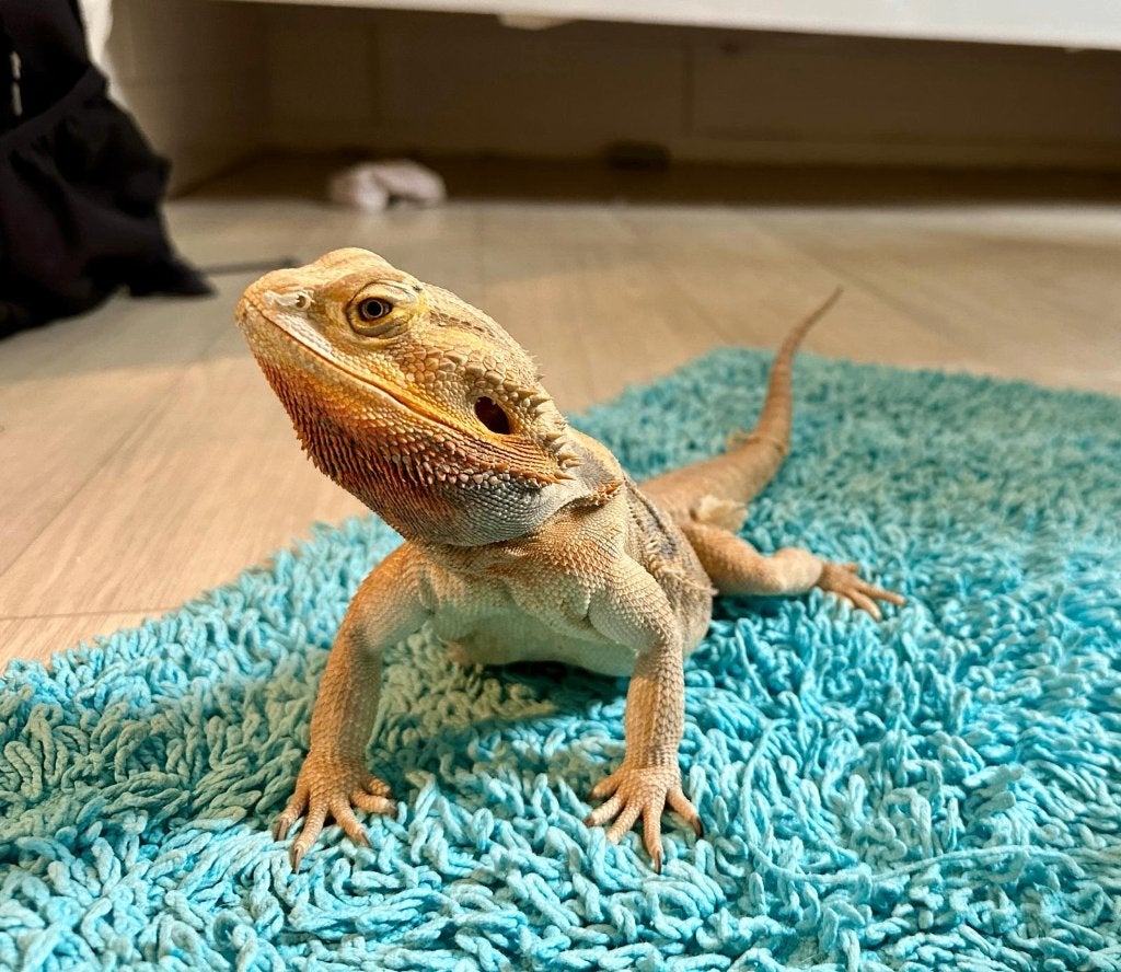 Baardagaam vrouwtje met terrarium, onderkast en toebehoren