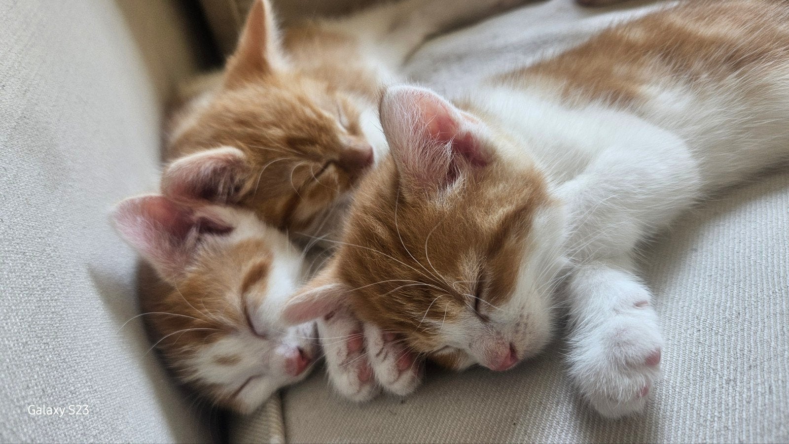Prachtige wollige kittens, Dieren en Toebehoren, Meerdere dieren
