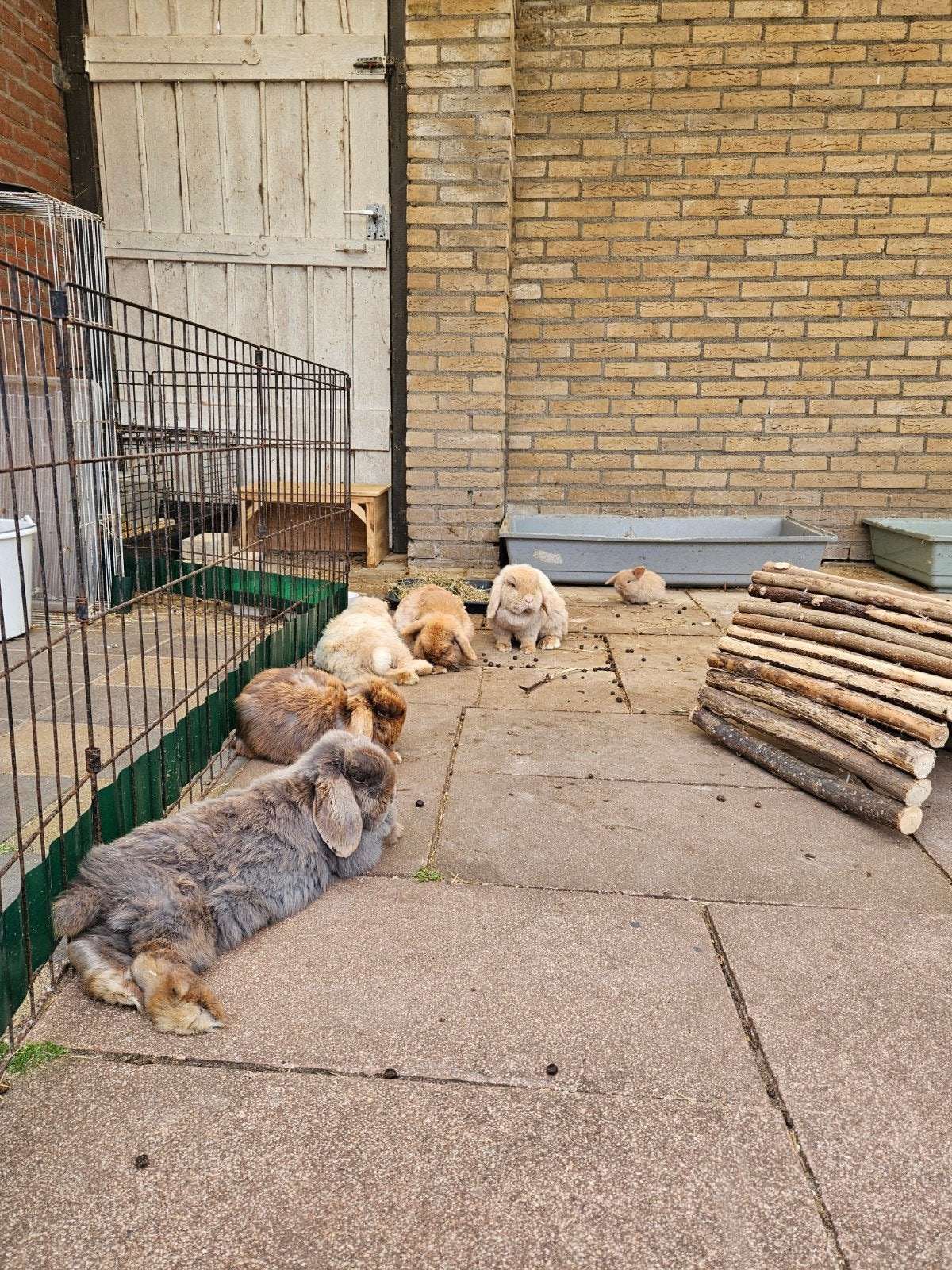 Gezocht: Oppas voor konijnen en parkieten (regio Oss), Meerdere dieren, Dwerg