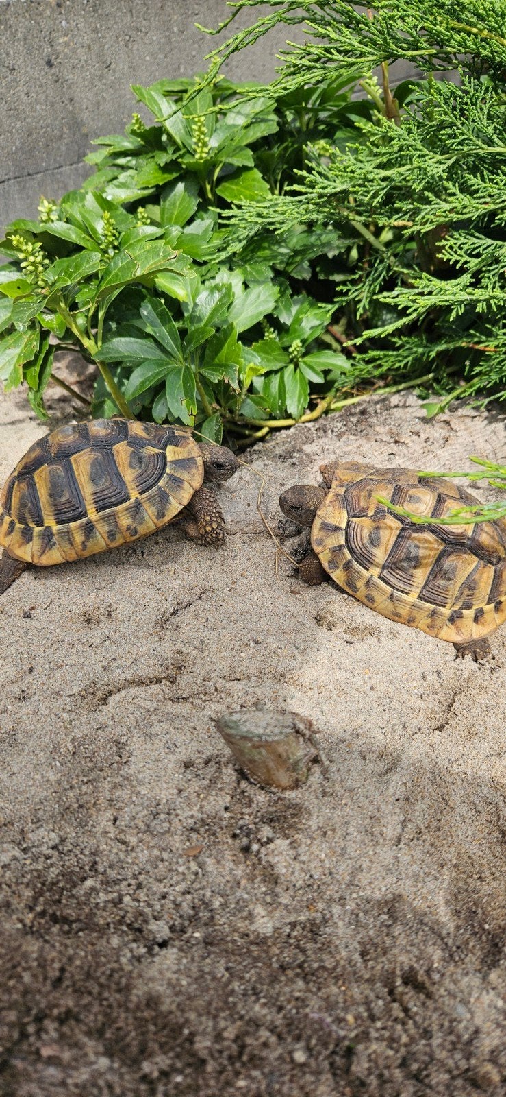 Prachtige gechipte vrouw landschildpad uit 2016 Tortoise photo 4