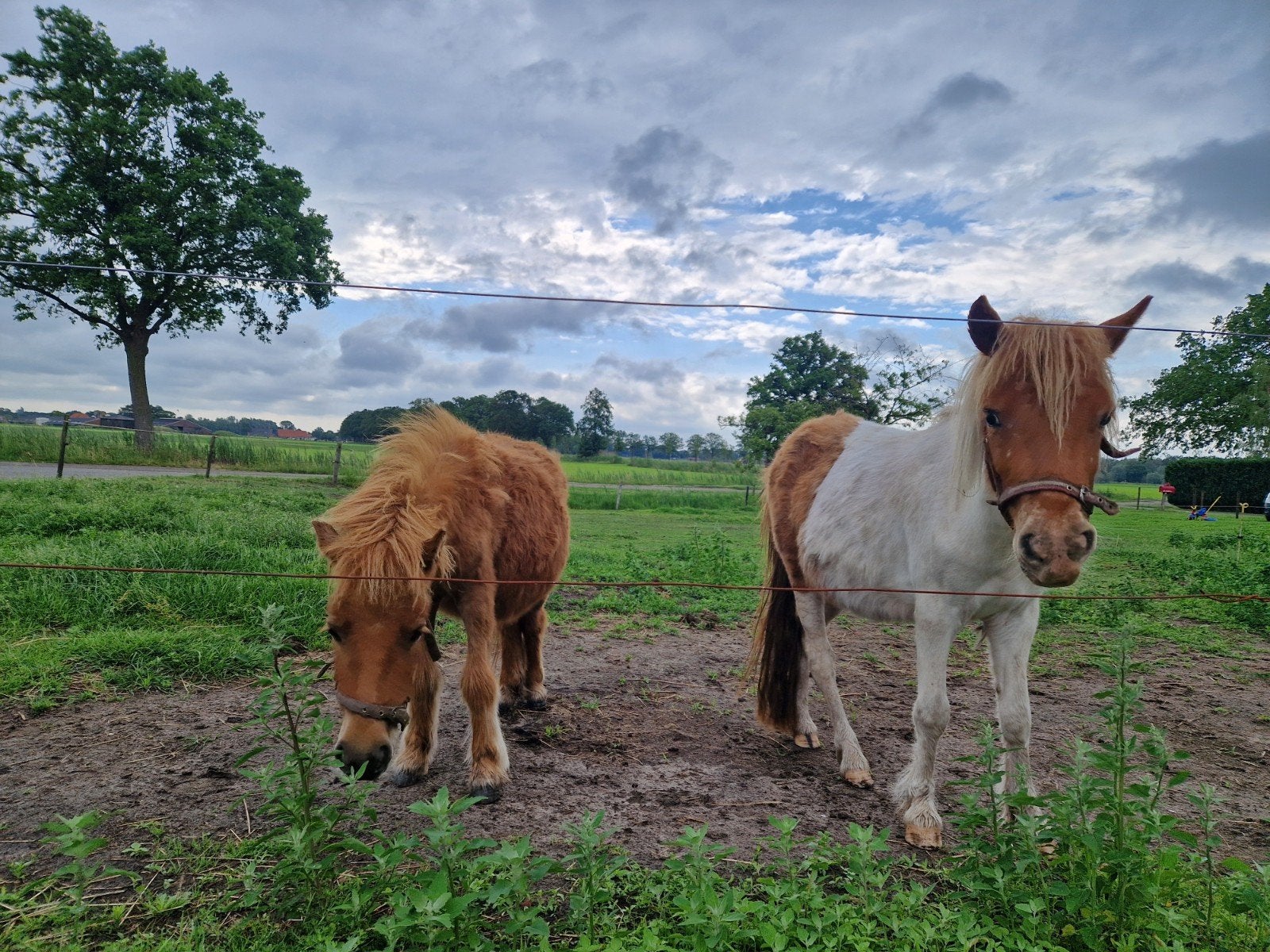 Te koop twee shetlanders, Dieren en Toebehoren, Gechipt, Niet van toepassing, 0 tot 2 jaar, Meerdere dieren
