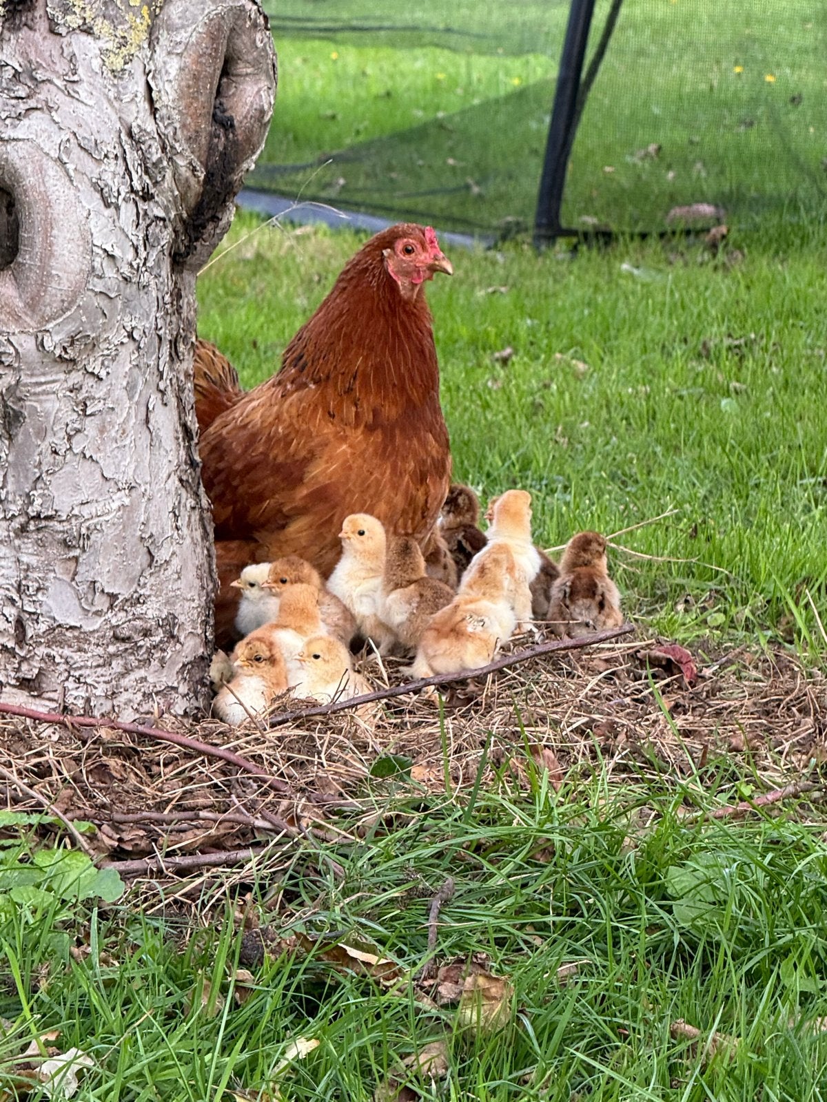 Cochin kriel kippen. Diverse leeftijden, Dieren en Toebehoren, Vrouwelijk, Kip