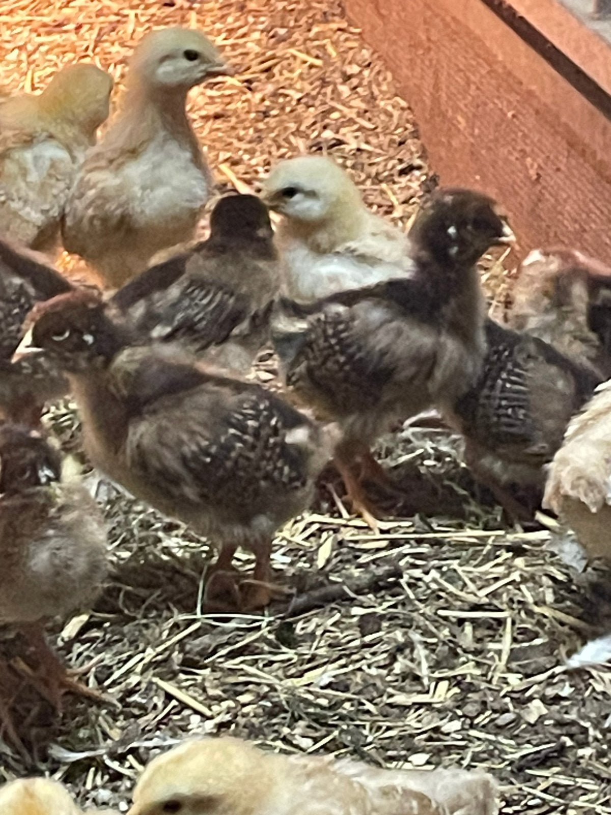 Kuikens newhampshire en dubbel gezoomde barnevelders groot, Dieren en Toebehoren, Pluimvee, Geslacht onbekend, Kip