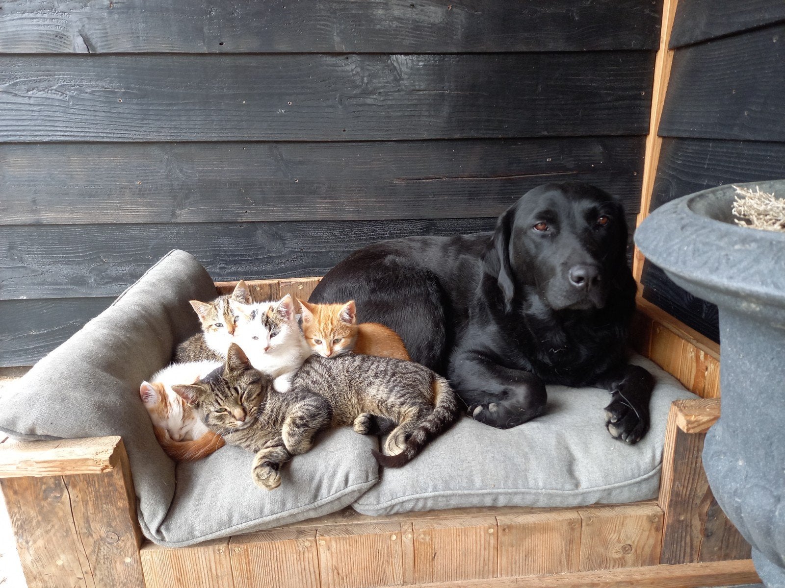 Dierenoppas aangeboden. Katten-konijnen-kippen., Poes