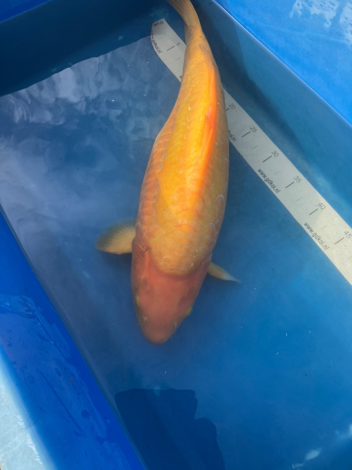 Mooie doitshu karashigoi 50 cm, Karper of Koi