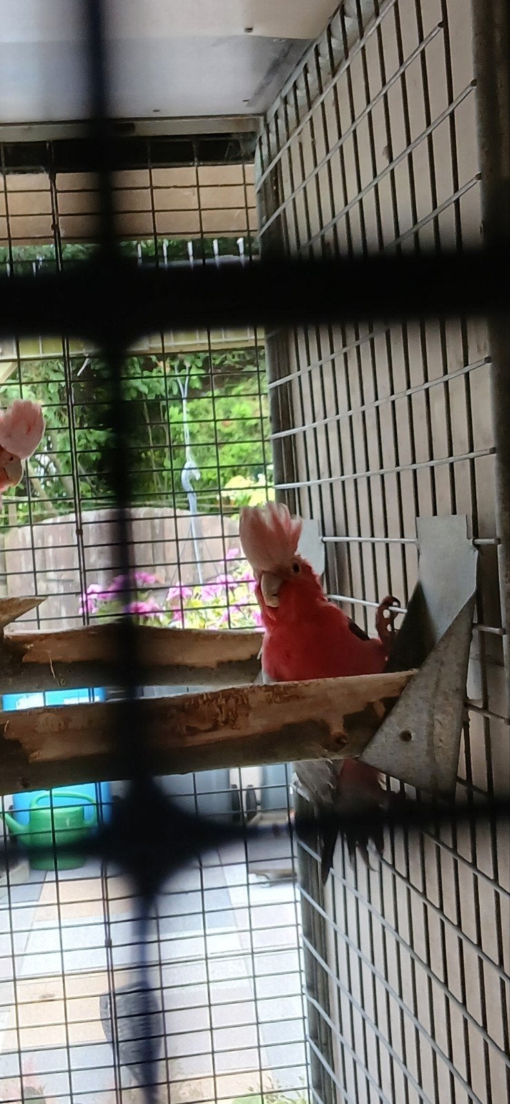 Rose kaketoe  koppel., Dieren en Toebehoren, Meerdere dieren, Papegaai, Geringd