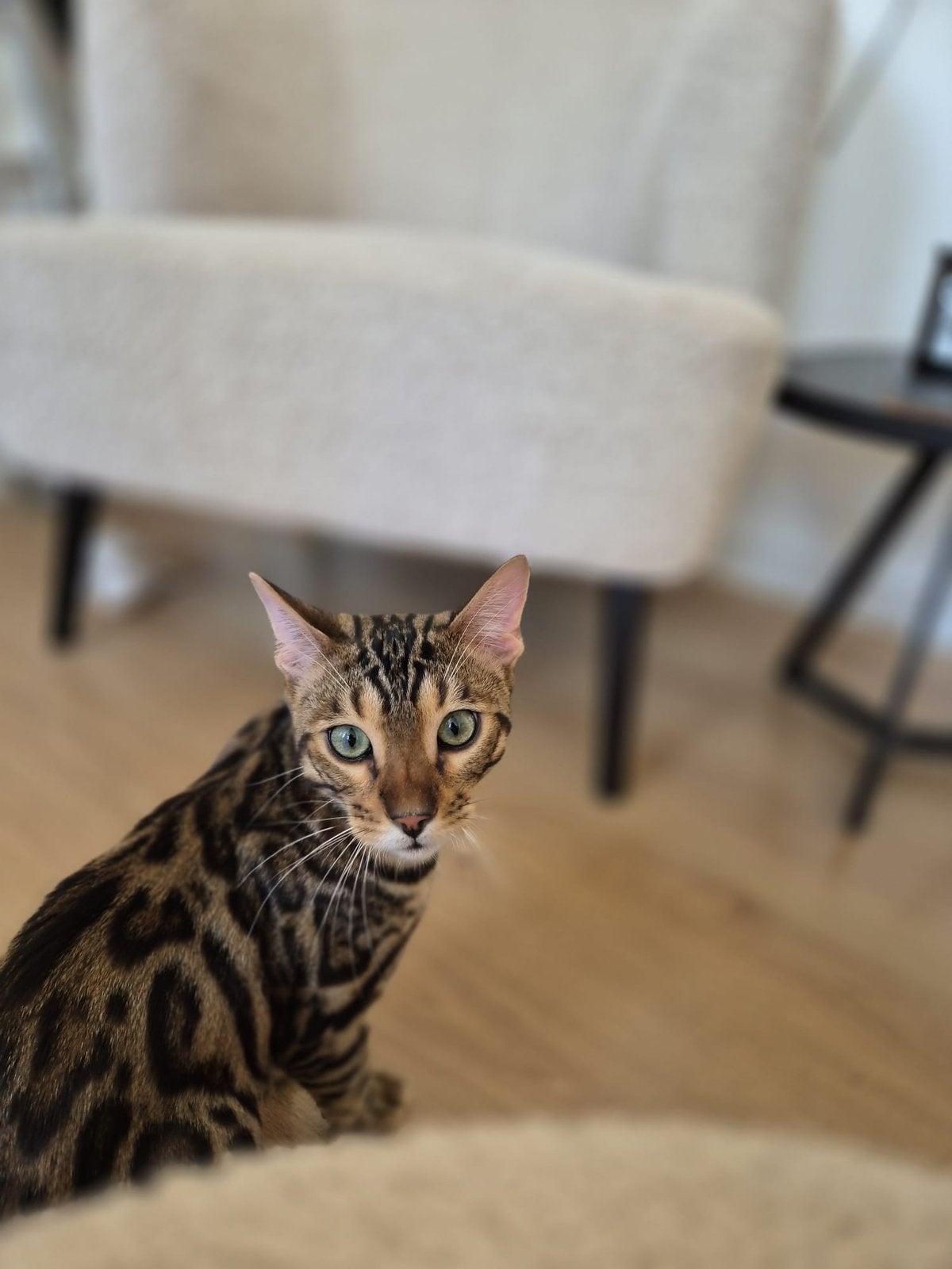 Lieve Sociale Bengaalse Kitten + automatische kattenbak, Dieren en Toebehoren, Kater, Gechipt, 0 tot 2 jaar