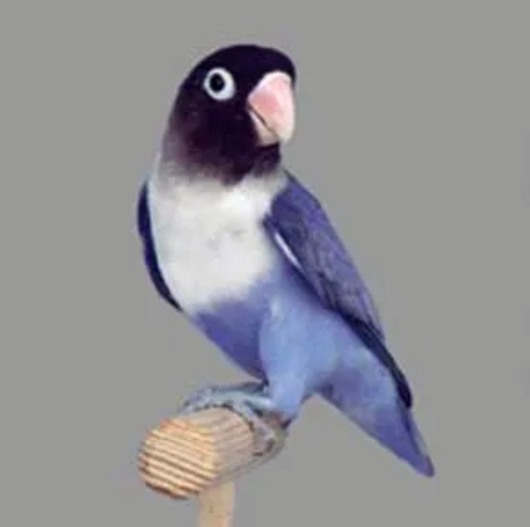 Gezocht agapornis personata gezocht., Dieren en Toebehoren, Vogels | Overige Vogels, Meerdere dieren