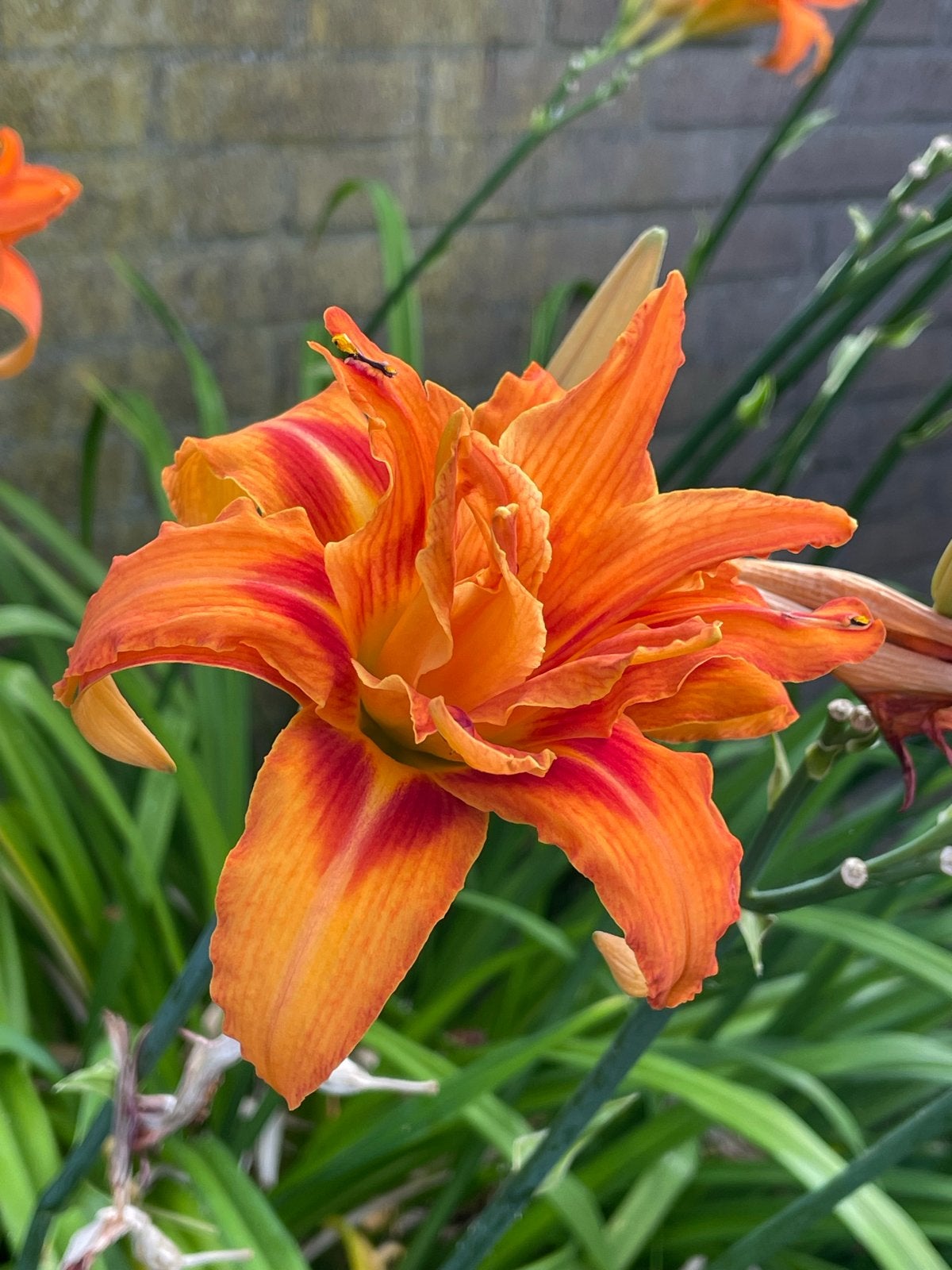 Grote lelie - oranje tuin plant, Volle zon, Vaste plant, Zomer, Ophalen