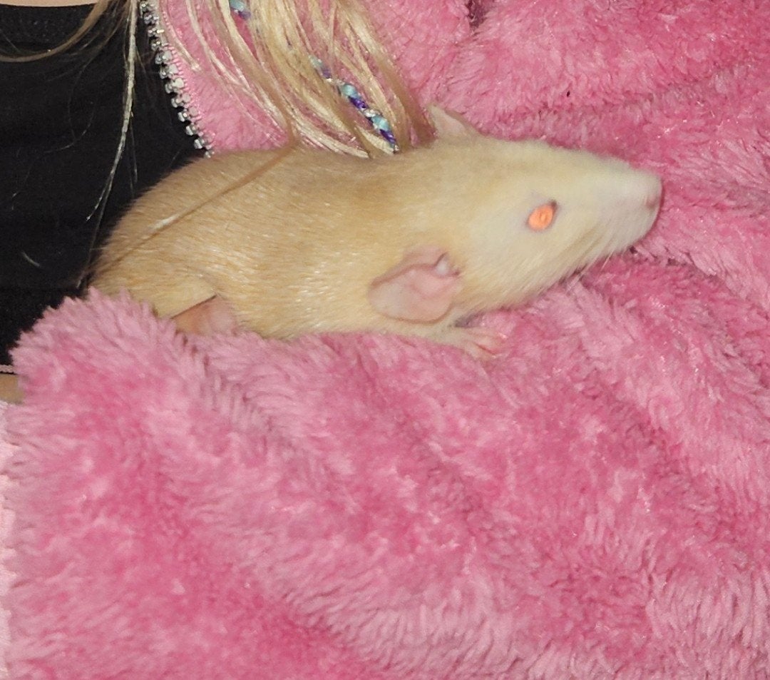 Tamme ratten, Dieren en Toebehoren, Ophalen, Kooi, 90 cm of meer