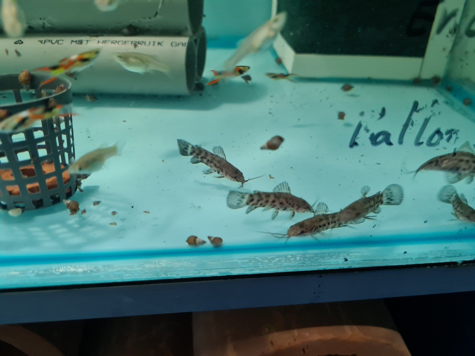Kwi kwi meervallen, Hoplosternum Thoracatum, pantsermeerval, Dieren en Toebehoren, Vissen | Aquariumvissen, Vis, Zoetwatervis