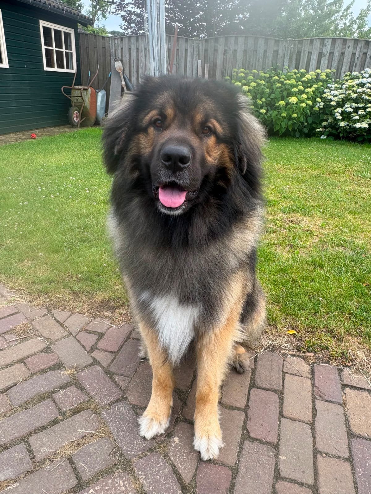 Leonberger kruising reu 2J zoekt gouden mand, Reu, CDV (hondenziekte), 1 tot 2 jaar, Groot