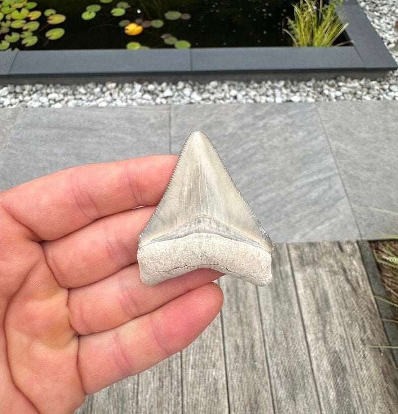 Otodus megalodon tand, Bone Valley, Florida, Verzamelen, Mineralen en Fossielen, Ophalen of Verzenden, Fossiel