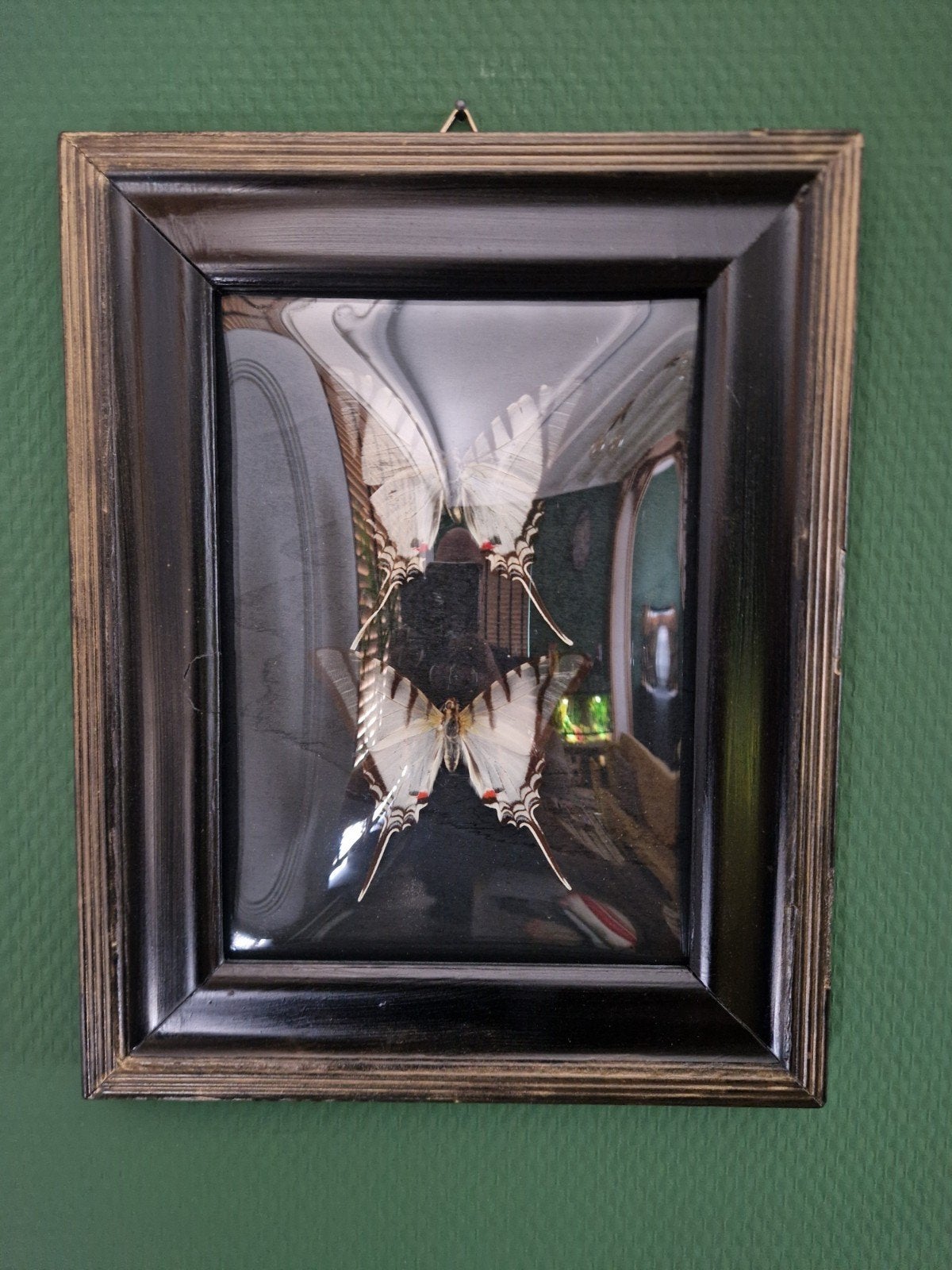 Ingelijste vlinder - Papilio memnon, Ophalen, Nieuw