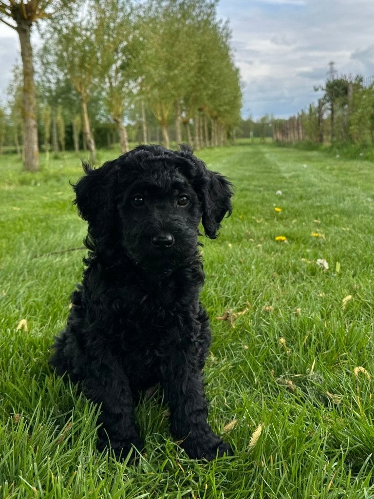 BLACK (XAVI) MEDIUM PUP DOODLE REU, Parvo, Nederland, 15 weken tot 1 jaar, Eén hond