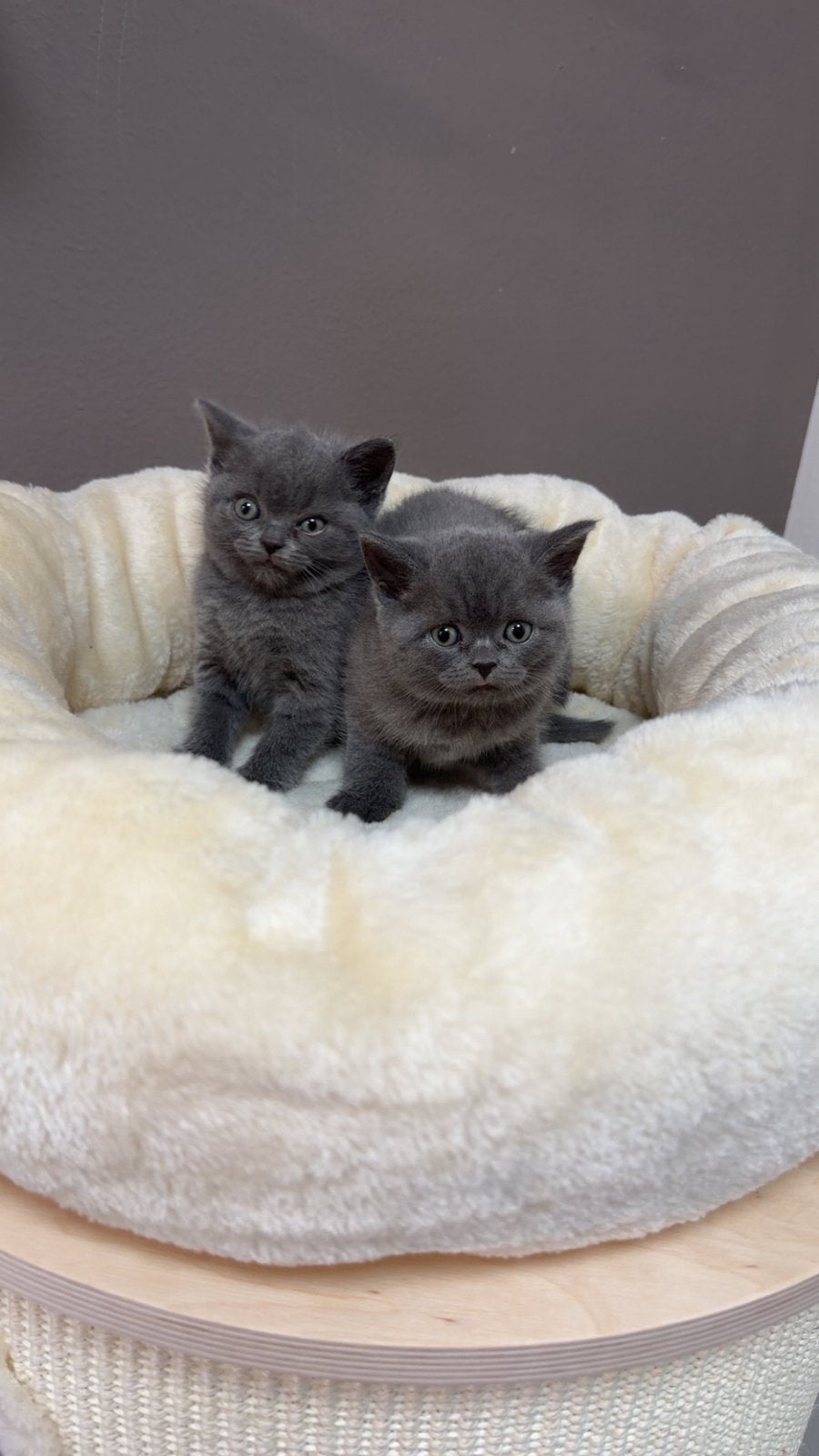 Raszuivere Britse korthaar kittens, Ontwormd