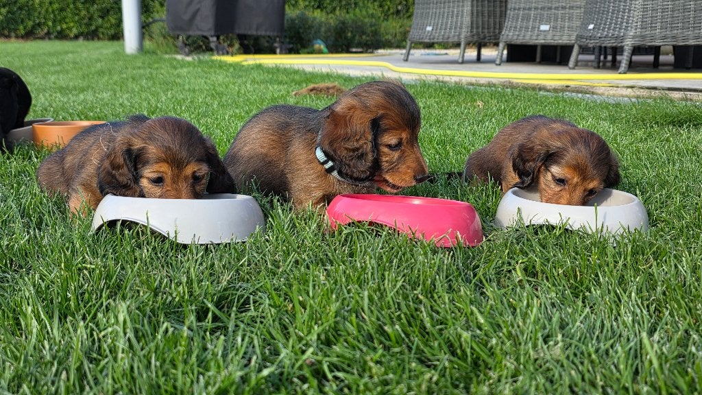 Dwergteckelpups Langharig - rood, Dieren en Toebehoren, Honden | Teckels en Dashonden, Parvo, 8 tot 15 weken, Dwerg, Langhaar