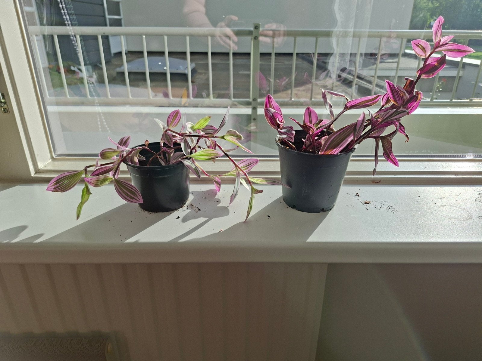 2x Tradescantia plant - Roze en Groene Bladeren, Ophalen, Overige soorten, Halfschaduw, Minder dan 100 cm