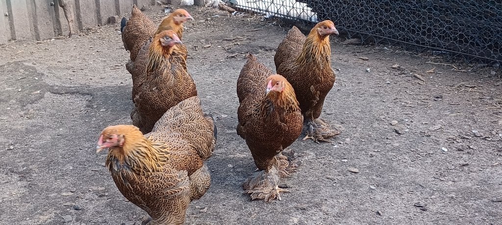 Brahma krielen, Vrouwelijk, Kip