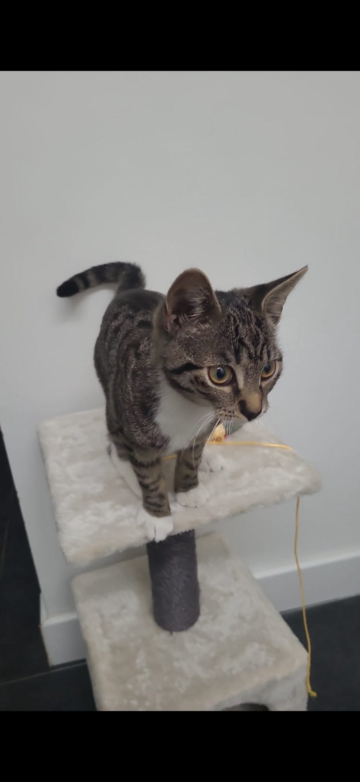 Gratis kat, 3 tot 5 jaar