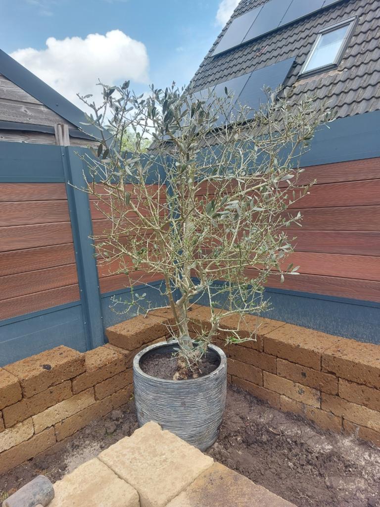 Olijfboom, Bloeit niet, 100 tot 250 cm, Olijfboom, Ophalen