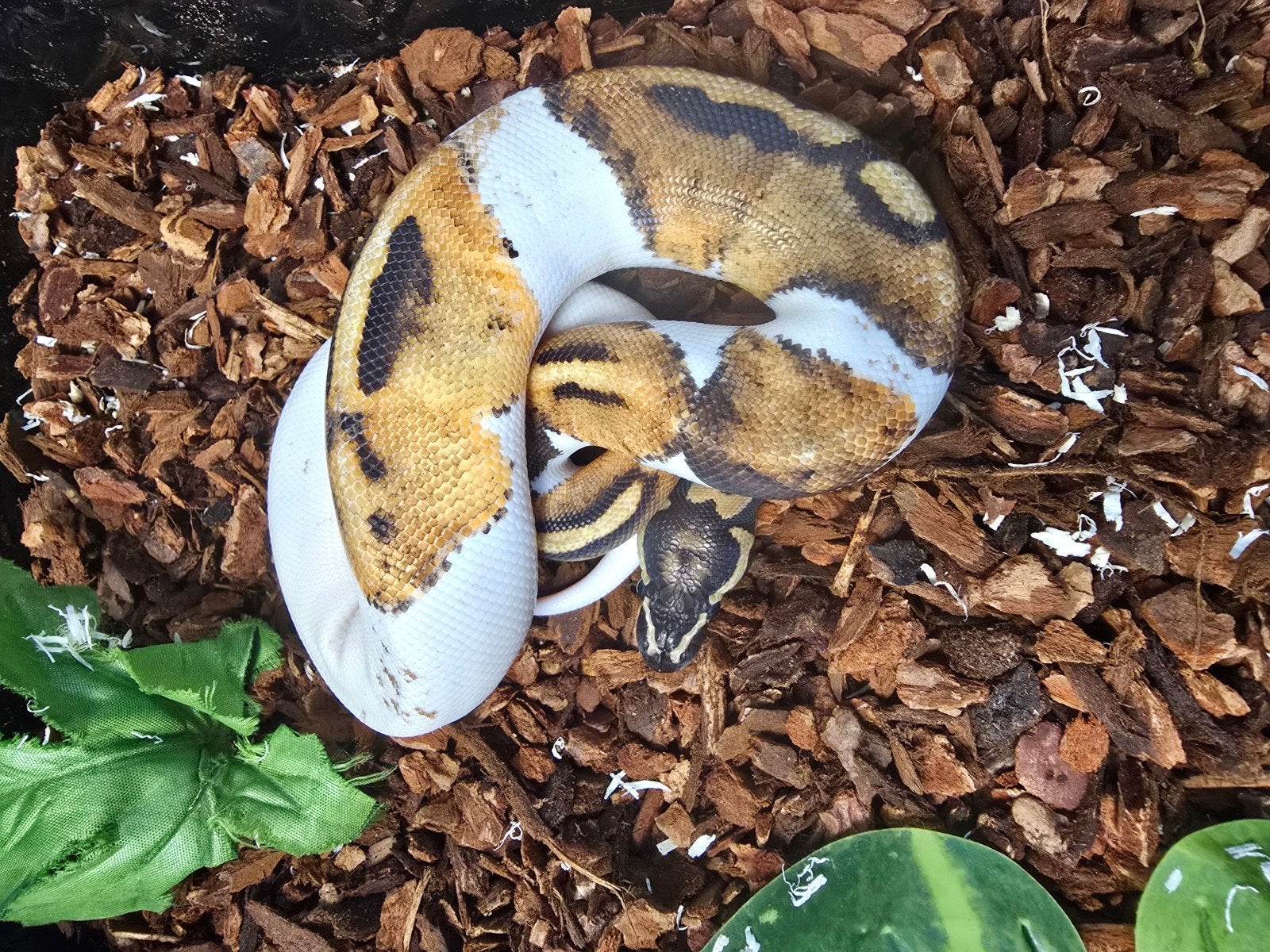 Koningspython (Python regius) – vele kleuren NK 2026 Ball Python photo 9