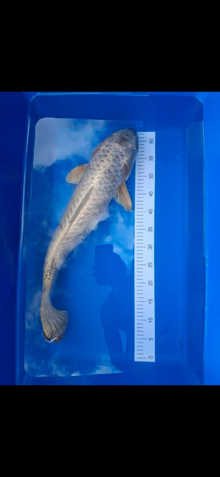 Koi., Karper of Koi