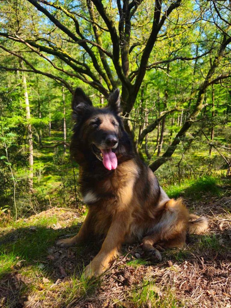 Lieve en actieve hond zoekt nieuw thuis., Dieren en Toebehoren, Honden | Herdershonden en Veedrijvers, 6 jaar of ouder, Teef, Eén hond