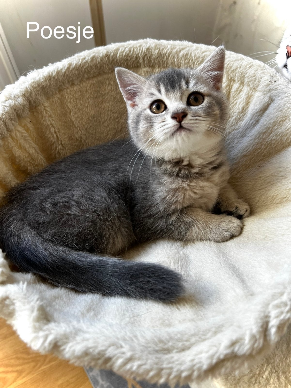 britse korthaar kittens, Meerdere dieren, Ontwormd