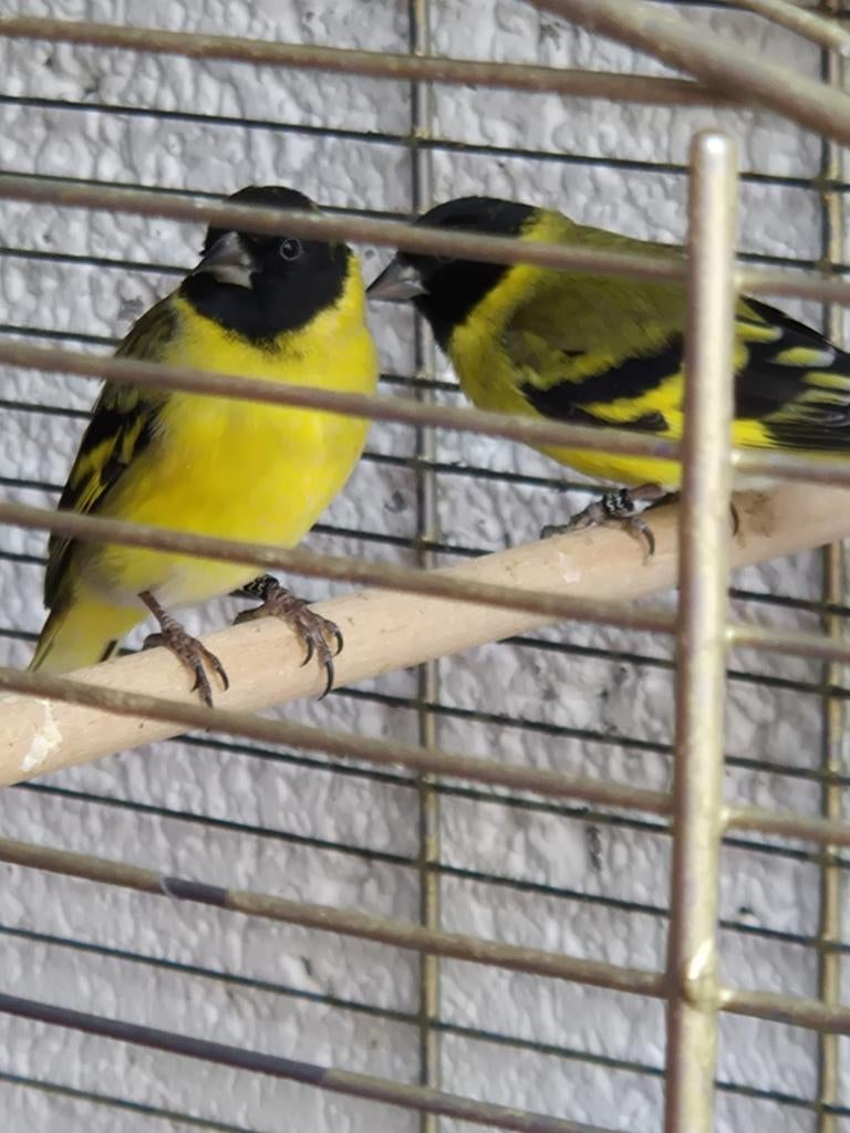 Zwartkop sijsen, Dieren en Toebehoren, Vogels | Overige Vogels, Mannelijk