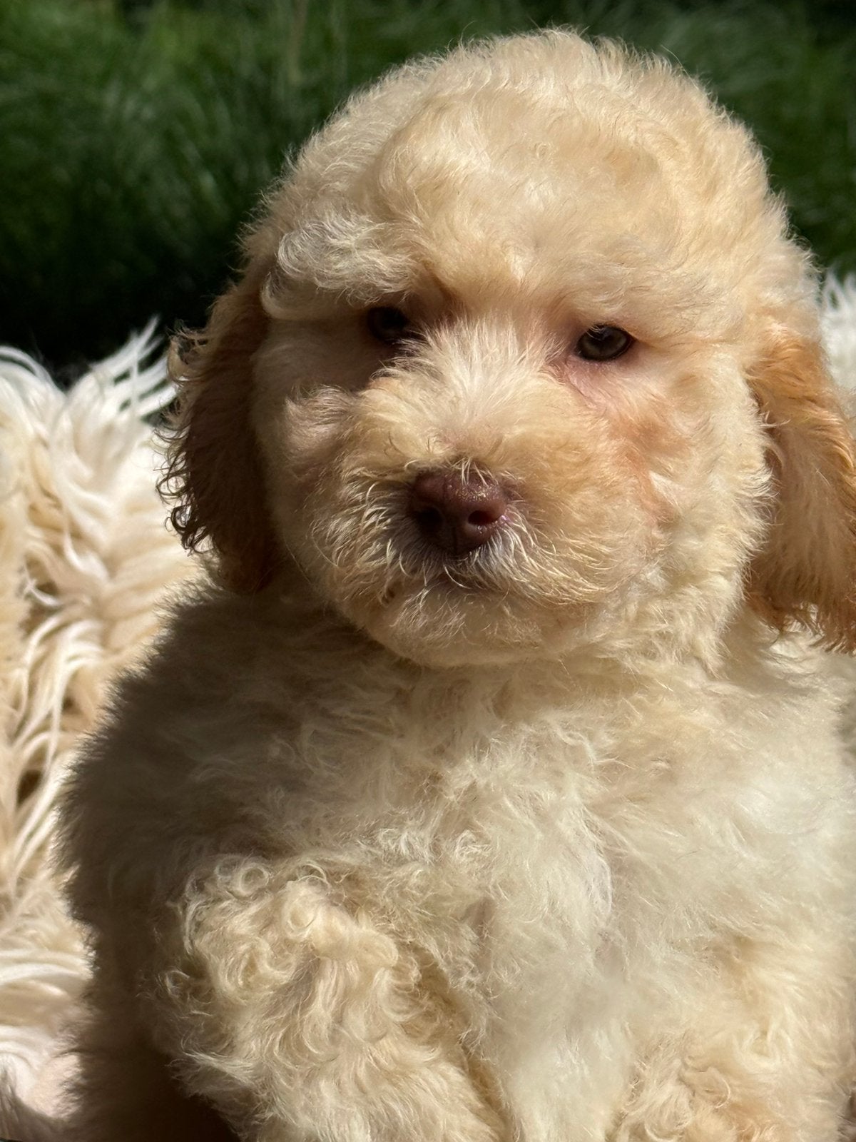 Labradoodle, Dieren en Toebehoren, Parvo, Nederland, Overige rassen, 8 tot 15 weken