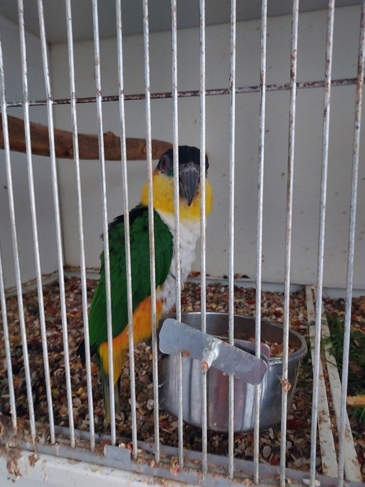 Tekoop goed stel caiques, Dieren en Toebehoren, Vogels | Parkieten en Papegaaien, Mannelijk, Papegaai