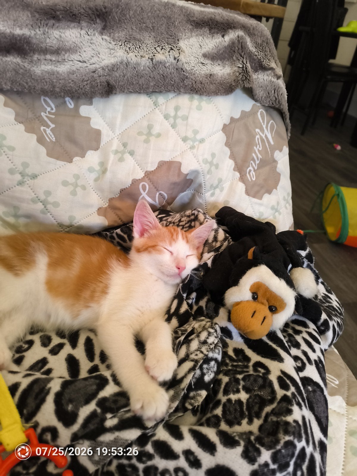 rood kitten kater, Dieren en Toebehoren, Katten en Kittens | Raskatten | Korthaar, Kater, Ontwormd, 0 tot 2 jaar